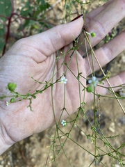 Euphorbia pubentissima