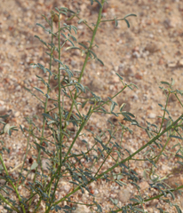 Dalea searlsiae