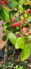 Aronia arbutifolia