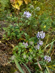 Ziziphora clinopodioides