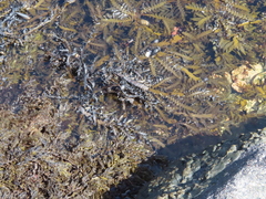 Carpophyllum maschalocarpum