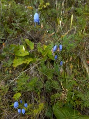 Adenophora stenanthina