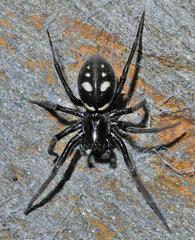 Nurscia albomaculata