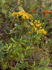 Patrinia rupestris