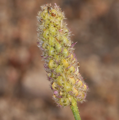 Dalea searlsiae