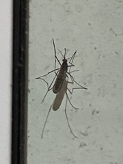 Aedes vexans