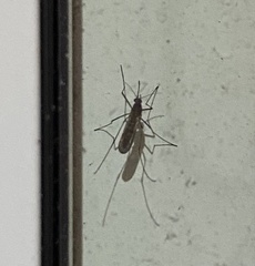Aedes vexans
