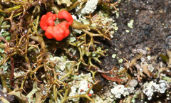 Cladonia floerkeana