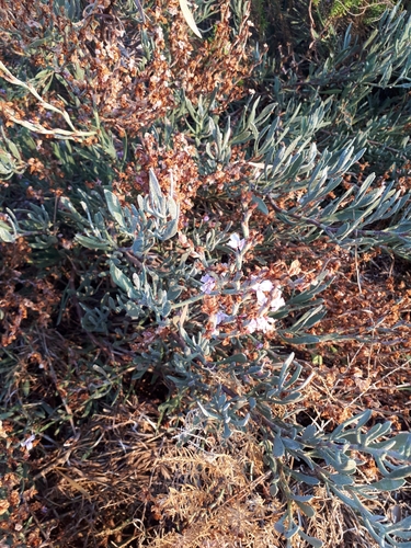 Limoniastrum monopetalum