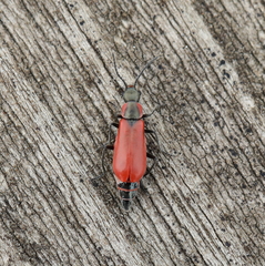 Anthocomus rufus