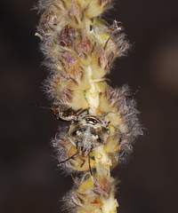 Dalea searlsiae