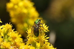 Augochlora pura