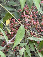 Juglans major
