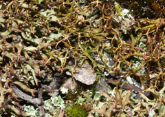 Cladia aggregata