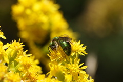 Augochlora pura