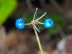 Clintonia umbellulata
