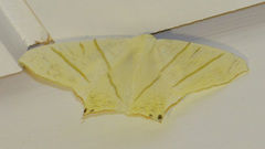 Ourapteryx sambucaria