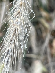 Elymus glabriflorus