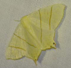 Ourapteryx sambucaria