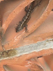 Sceloporus palaciosi