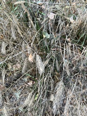 Elymus glabriflorus