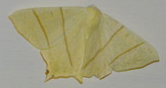 Ourapteryx sambucaria