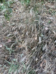 Elymus glabriflorus