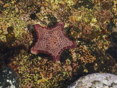 Pentagonaster pulchellus