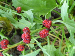 Blitum virgatum