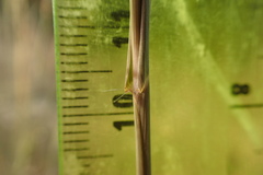 Panicum coloratum