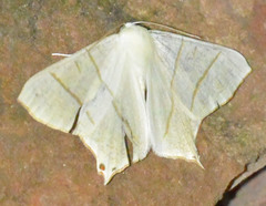 Ourapteryx sambucaria