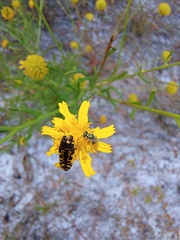 Acmaeodera pulchella