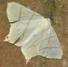 Ourapteryx sambucaria
