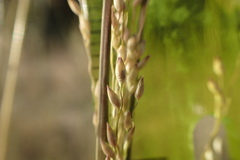 Panicum coloratum