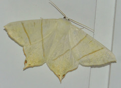 Ourapteryx sambucaria