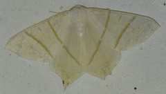 Ourapteryx sambucaria