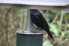 Prosthemadera novaeseelandiae novaeseelandiae