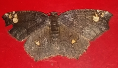 Anisoperas tessellata