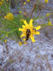 Acmaeodera pulchella