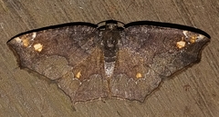 Anisoperas tessellata