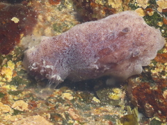 Alloiodoris lanuginata