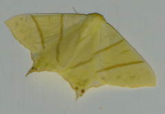 Ourapteryx sambucaria