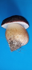 Boletus aereus