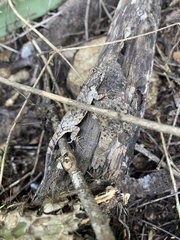 Urosaurus bicarinatus