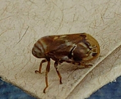 Clastoptera
