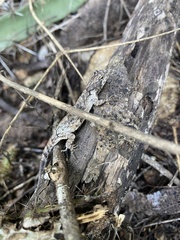 Urosaurus bicarinatus