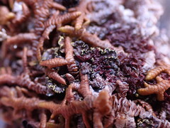Pseudocyphellaria citrina