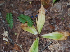Clintonia umbellulata