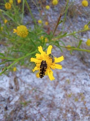 Acmaeodera pulchella