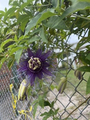 Passiflora